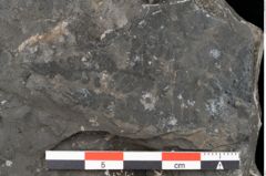 Foto (Detailansicht) von Acrostichopteris lunzensis Ettingshausen (NHMW-GEO-2024-0188-10524)